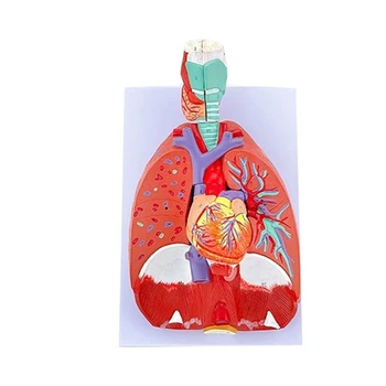 Анатомическая модел гърлото на сърцето и белите дробове, за изследване на белите дробове, медицинска лекция, която показва детайлите на системата трахеята на белите дробове